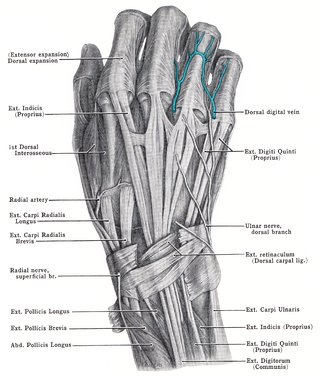 <span class="mw-page-title-main">Extensor expansion</span> Special connective attachments by which the extensor tendons insert into the phalanges