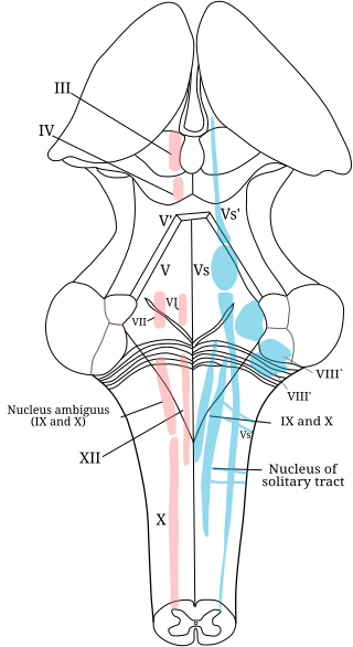 <span class="mw-page-title-main">Abducens nucleus</span>