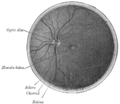 Interior of posterior half of bulb of left eye. The veins are darker in appearance than the arteries. (Central retinal artery visible but not labeled).