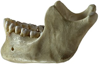 Jaw Opposable articulated structure at the entrance of the mouth, typically used for grasping and manipulating food; structures constituting the vault of the mouth and serving to open and close it and is part of the body plan of most animals