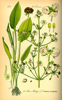 Gyslotinis dumblialaiškis (Alisma plantago-aquatica)