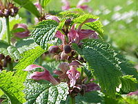 Lamium orvala