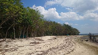 Mangrove Takalar.jpg