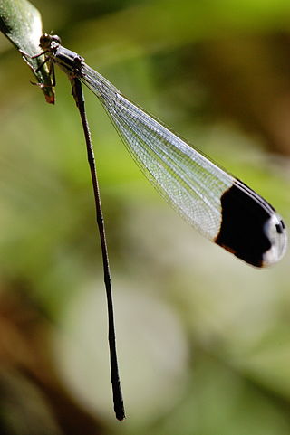 <i>Megaloprepus caerulatus</i> Species of damselfly