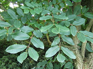 <i>Meliosma</i> Genus of flowering plants