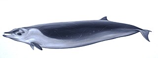 <span class="mw-page-title-main">Perrin's beaked whale</span> Species of mammal