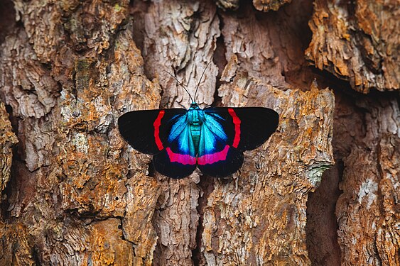 Colorful milionia fulgida moth in the tree. Photographed at Dahilayan Adventure Park in Brgy. Dahilayan, Manolo Fortich, Bukidnon. Photograph: Domzjuniorwildlife (CC BY-SA 4.0)