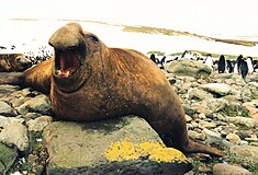 Éléphant de mer austral mâle (Mirounga leonina). Il peut peser jusqu'à 3,7 tonnes, et est le plus grand des phoques.