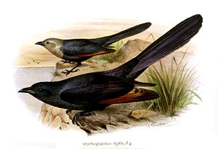 <span class="mw-page-title-main">Somali starling</span> Species of bird