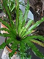 Asplenium anitiquum