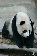 Giant Panda at Chiang Mai Zoo