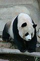 Oso panda en el zoo de Chiang Mai.