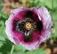 Papaver setigerum