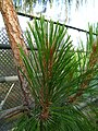 Foliage, cultivated under glass, Poland