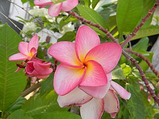 <i>Plumeria</i> Genus of flowering plants endemic to the Americas