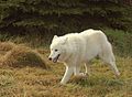 Greenland wolf Canis lupus orion