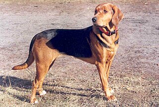 Polish Hound Dog breed