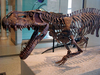 <span class="mw-page-title-main">Prestosuchidae</span> Extinct family of reptiles