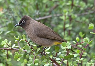 <span class="mw-page-title-main">Cape bulbul</span> Species of bird