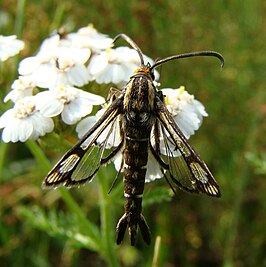 Pyropteron triannuliformis