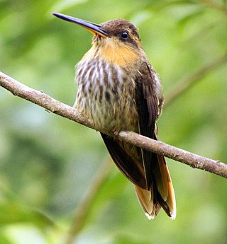 <span class="mw-page-title-main">Hermit (hummingbird)</span> Subfamily of birds