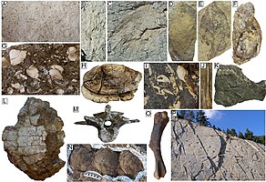 La paleocomunità (tanatocenosi) della Formazione di Tremp Cretacico superiore (Maastrichtiano terminale), Spagna pirenaica; A) alghe caracee (facies lacustre); B) fronda di conifera; C) fronda di palma; D-E) foglie di angiosperme; F) valva di ostrica; G-H) bivalvi d'acqua dolce-salmastra; I) gasteropodi d'acqua salmastra; J) spina caudale di razza; K) colonna vertebrale di pesce; L) carapace di tartaruga d'acqua dolce; M) vertebra di coccodrillo; N) uova di dinosauro titanosauro; O) omero di adrosauro; P) impronte di dinosauri.