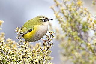 <span class="mw-page-title-main">New Zealand wren</span> Family of birds