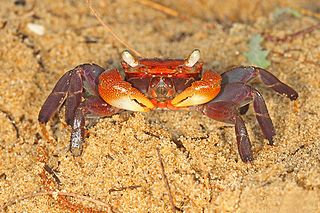 <i>Sesarma</i> Genus of crabs