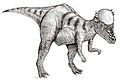 Pachycephalosaurus with thick bony skull.