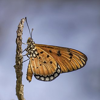 Acraea terpsicore