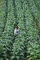 Tobacco field in Chatham, VA