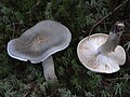 Tricholoma portentosum