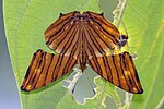 Thumbnail for File:Under leaf Roosting of Chersonesia risa (Doubleday, 1848) - Common Maplet WLB.jpg