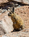 Primer plano de una vizcacha de la sierra (Lagidium viscacia) en el desierto Siloli, suroeste de Bolivia. Por Poco a poco.