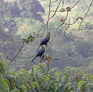 Turaco (Tauraco macrorhynchus)