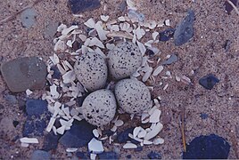 Nest of Charadrius melodus (piping plover)[20][22] nest on a beach of Île de la Grande-Entrée (Village)