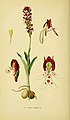 Neotinea ustulata (as syn. Orchis ustulata) Tafel 17 in: Walter Müller: Abbildungen der in Deutschland und den angrenzenden Gebieten vorkommenden Grundformen der Orchideenarten Berlin (1904)