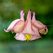 Akeleiblüte (Aquilegia vulgaris)-20220508-RM-112027.jpg