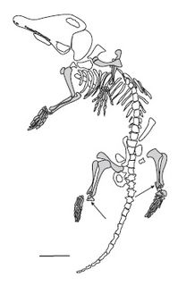 <i>Akidolestes</i> extinct genus of mammals