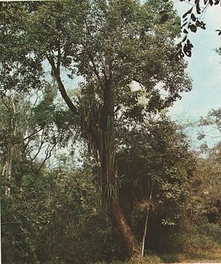 <i>Alchornea glandulosa</i> Species of tree