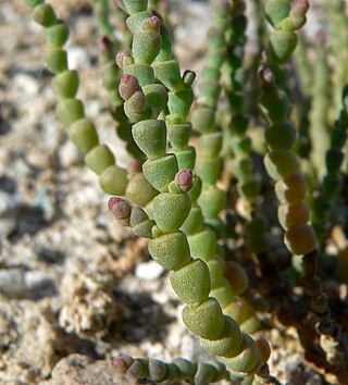 <i>Allenrolfea</i> Genus of flowering plants