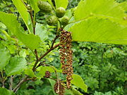 Grün-Erle (Green Alder Pepper, Dune Pepper) (Blütenstand)