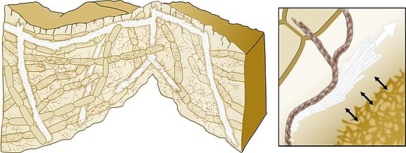 Model for biomineralization‐mediated scaffolding of bacterial biofilms A directed growth of the calcium carbonate crystals allows mechanical support of the 3D structure. The bacterial extracellular matrix (brown) promotes the crystals' growth in specific directions.[115][114]