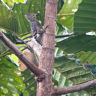 <i>Meiglyptes</i> Genus of birds