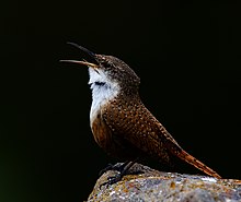 Canyon wren singing Catherpes mexicanus2.jpg