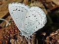 Celastrina ladon