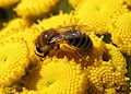 Heads with Colletes daviesanus