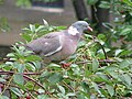 Örvös galamb (Columba palumbus)