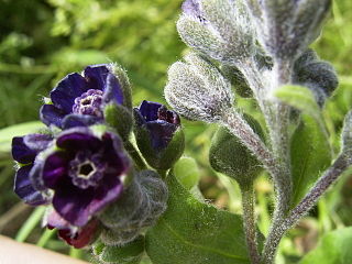 <i>Cynoglossum</i> Genus of flowering plants in the borage family Boraginaceae