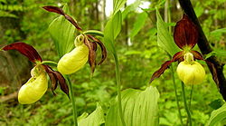 Plačialapė klumpaitė (Cypripedium calceolus)